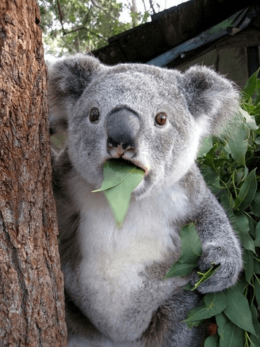 eb58w-koala-surprised