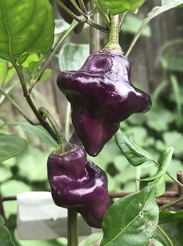 pepper_purple_ufo
