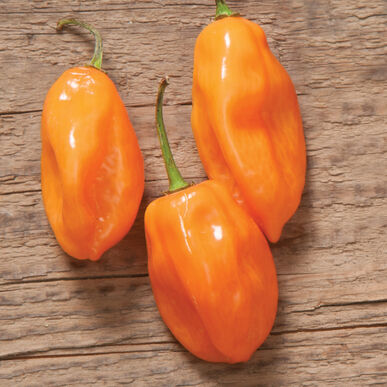 pepper_orange_habanero