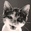 dib_dubious